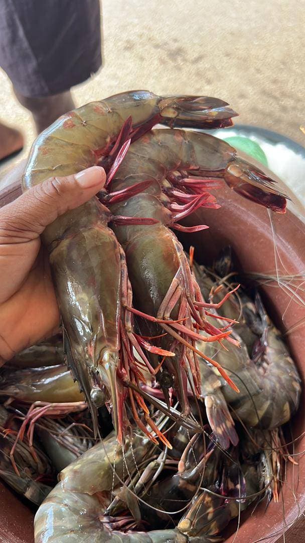 Langouste